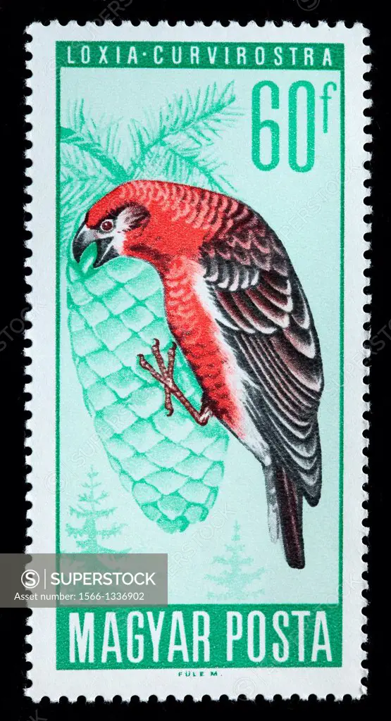 Red Crossbill Loxia curvirostra, postage stamp, Hungary, 1966