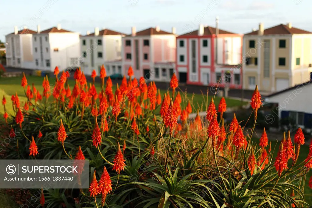 Aloe flowers blooming in front of a row of similar houses. Azores islands, Portugal.