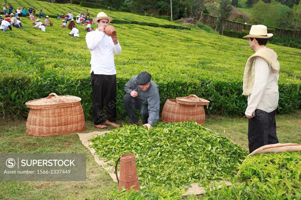 Azorean men working in the tea gardens at Porto Formoso, Sao Miguel, Azores islands, Portugal.