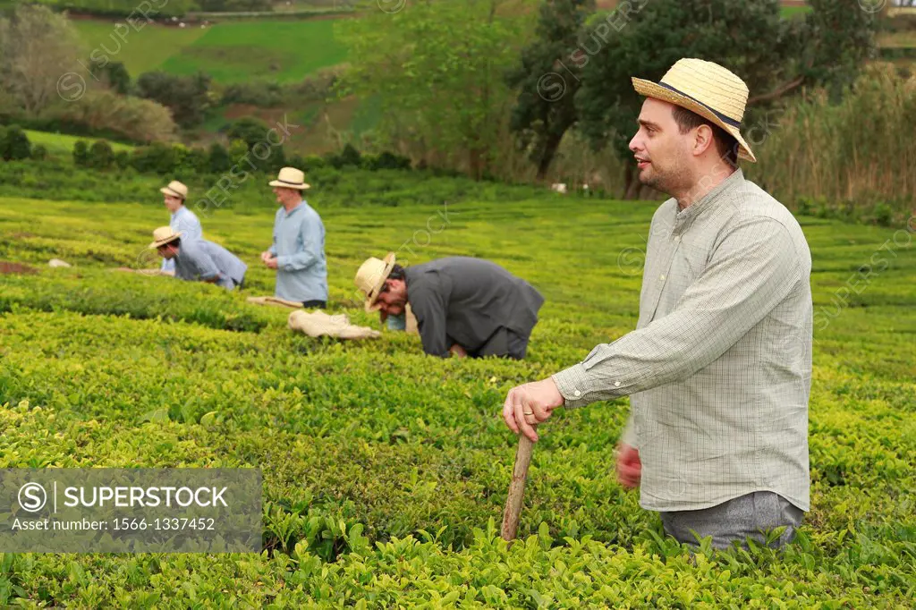 Azorean men working in the tea gardens at Porto Formoso, Sao Miguel, Azores islands, Portugal.