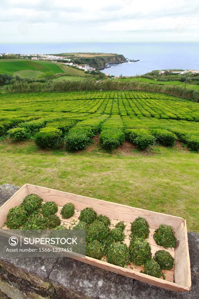 Balls of fresh ground green tea leaves. Porto Formoso tea gardens, Azores, Portugal.