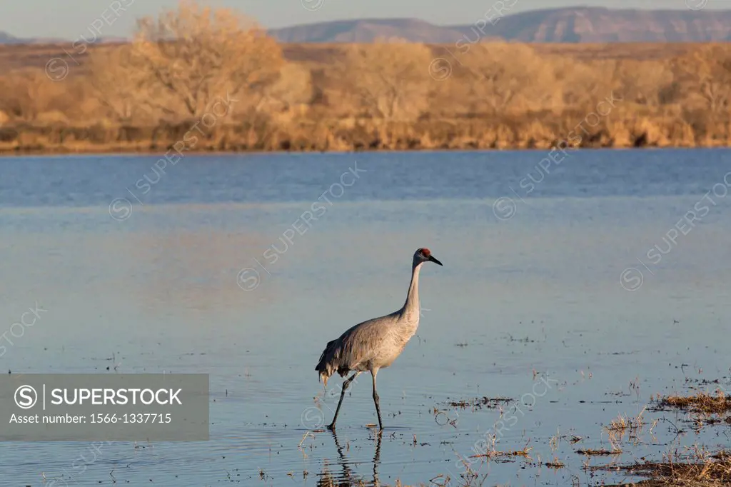 USA, New Mexico, Bosque del Apache National Wildlife Refuge, Greater Sandhill Crane (Grus Canadensis Tabida).