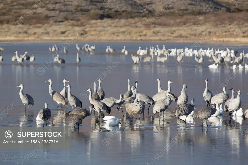 USA, New Mexico, Bosque del Apache National Wildlife Refuge, Greater Sandhill Cranes (Grus Canadensis Tabida), grey color, Lesser Snow Geese (Chen Cae...