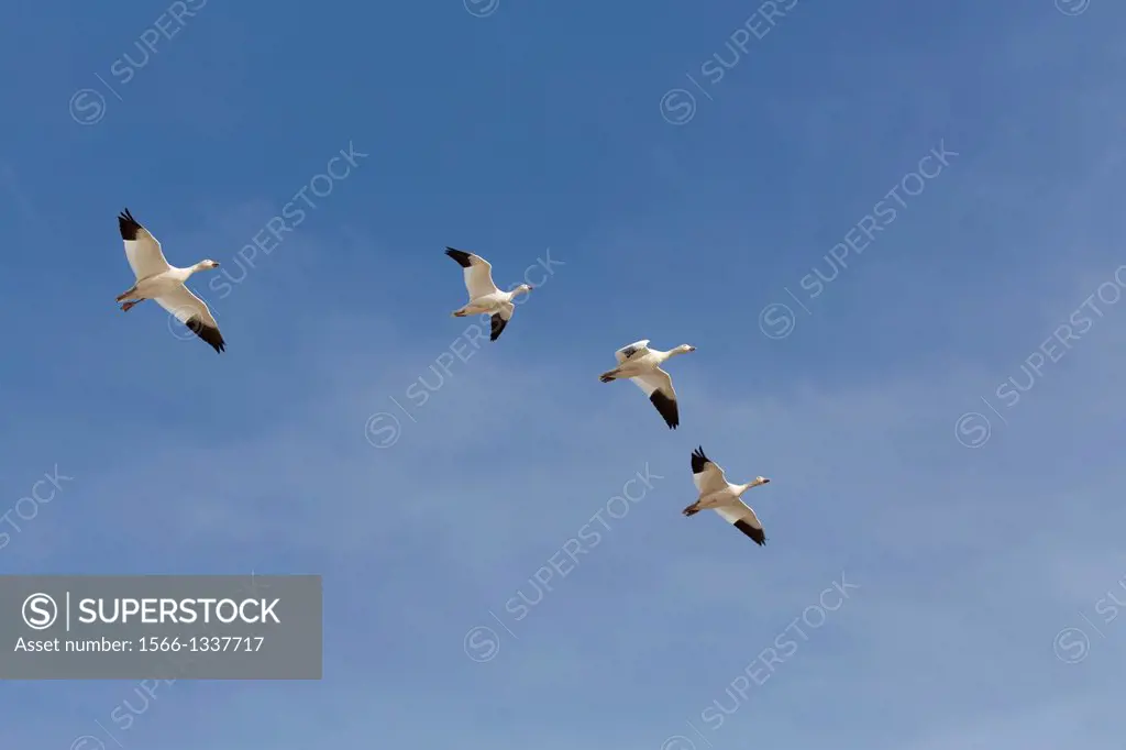 USA, New Mexico, Bosque del Apache National Wildlife Refuge, Lesser Snow Geese (Chen Caerulescens Caerulescens).