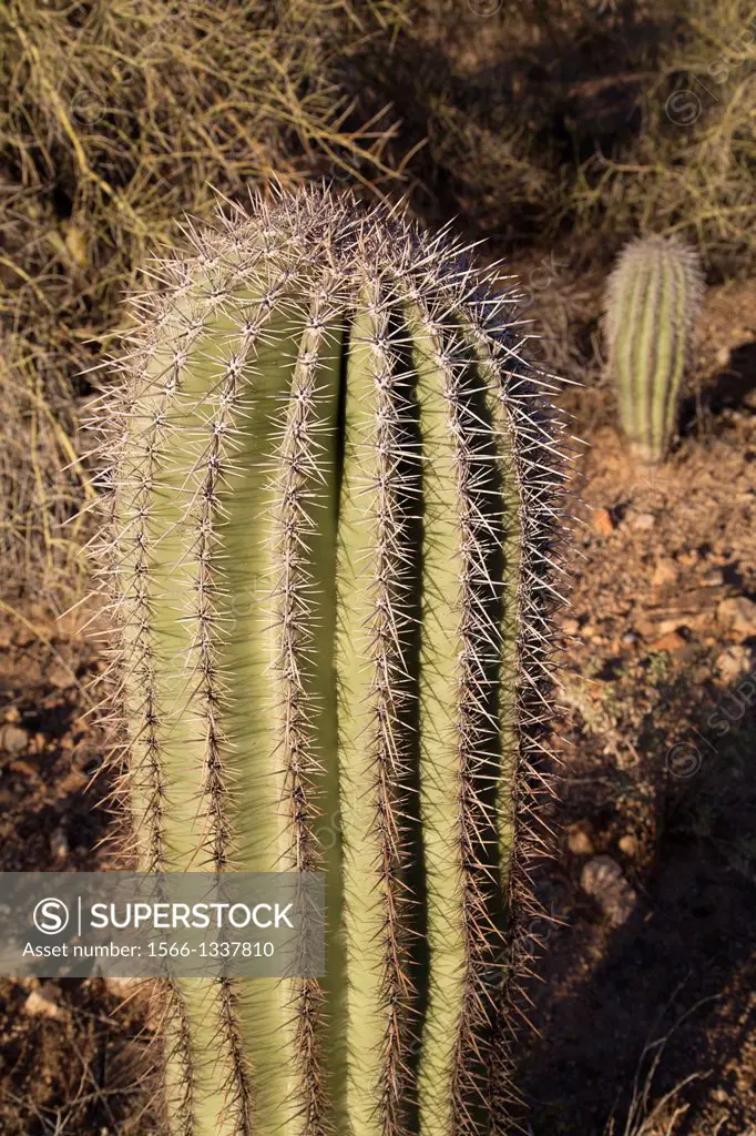 USA, Arizona, Saguaro National Park, West-Tucson Mountain District, Fishhook Barrel Cactus (Ferocactus Wislizenii).