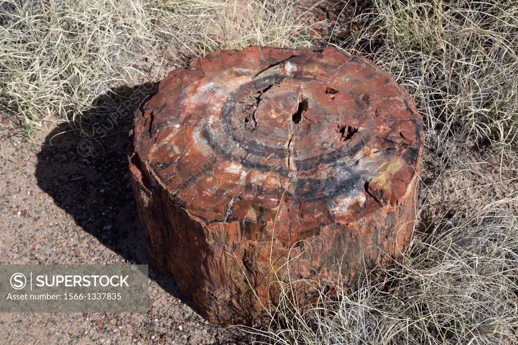 USA, Arizona, Petrified Forest National Park, Long Logs Trail, petrified log from the late Triassic period, 225 million years ago.