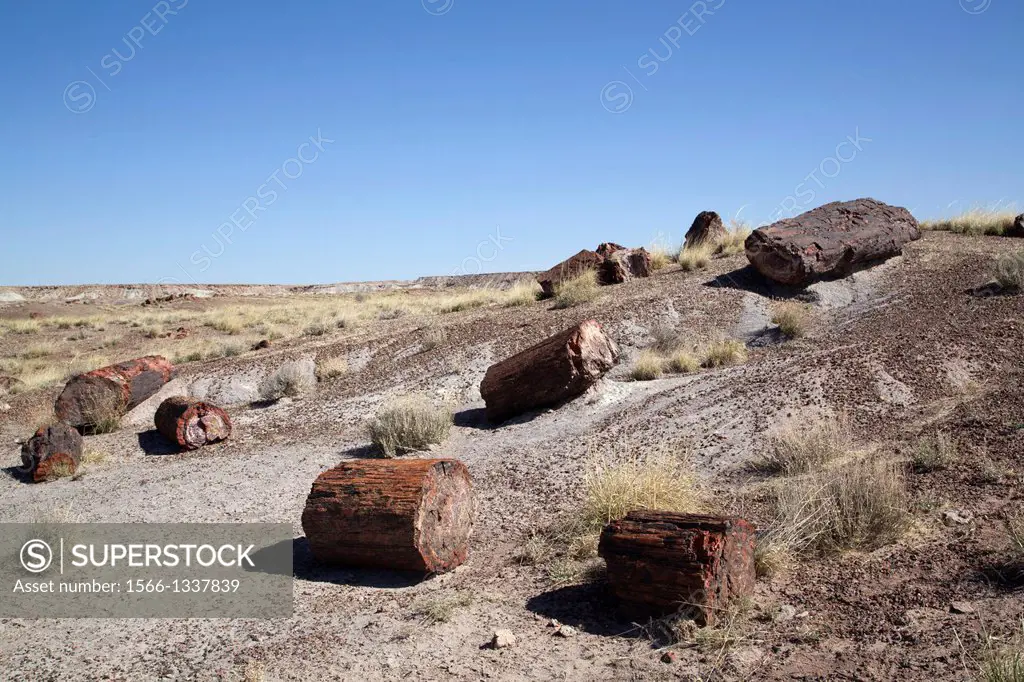 USA, Arizona, Petrified Forest National Park, Long Logs Trail, petrified logs from the late Triassic period, 225 million years ago.
