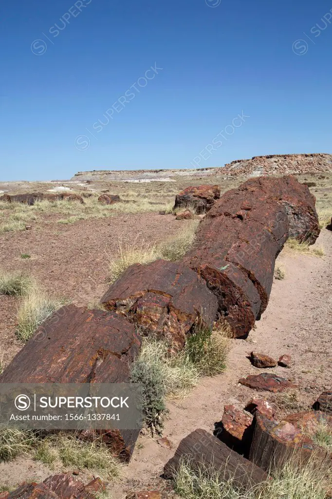 USA, Arizona, Petrified Forest National Park, Giant Logs Trail, petrified logs from the late Triassic period, 225 million years ago.