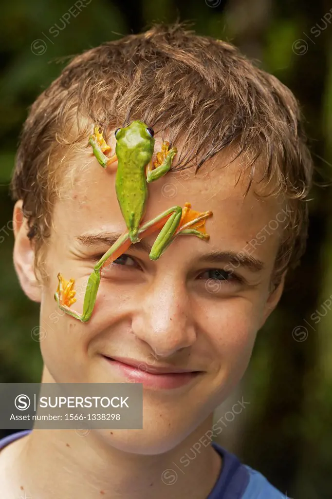 Boy with Gliding leaf frog- Agalychnis spurrelli - Costa Rica - tropical rainforest