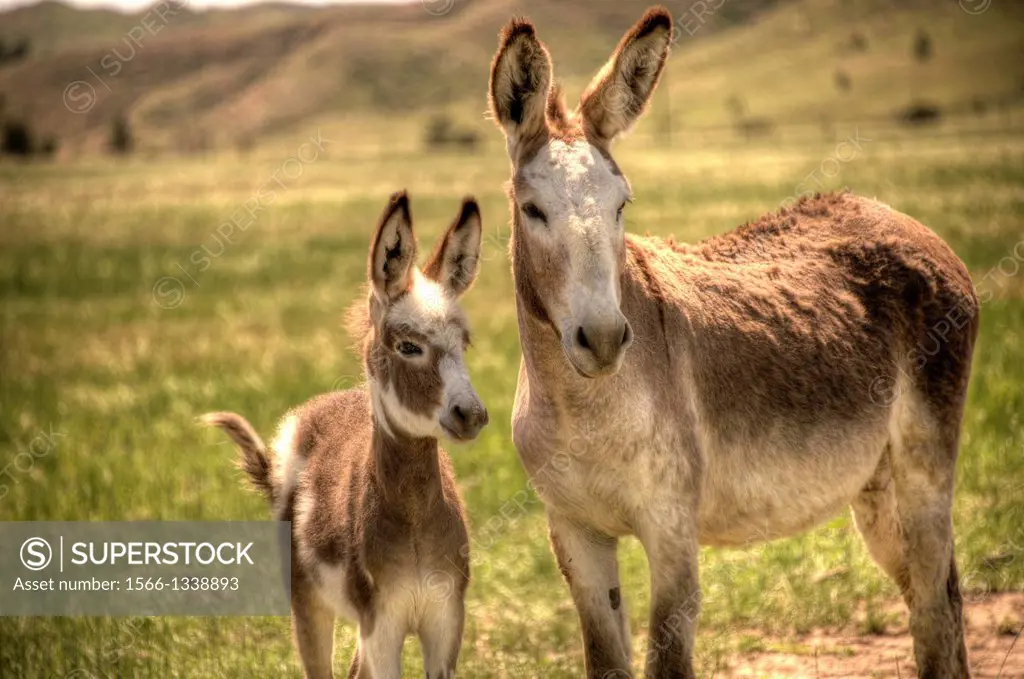 Nebraska Western Fort Robinson wild donkeys.