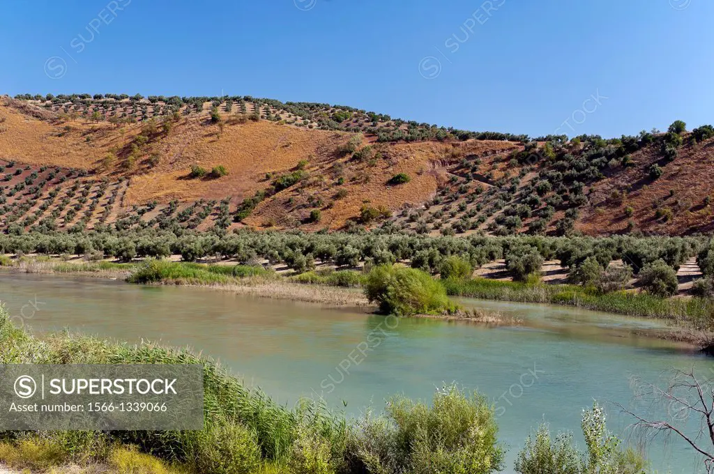 Genil river, Cuevas de San Marcos, Malaga-province, Region of Andalusia, Spain, Europe.
