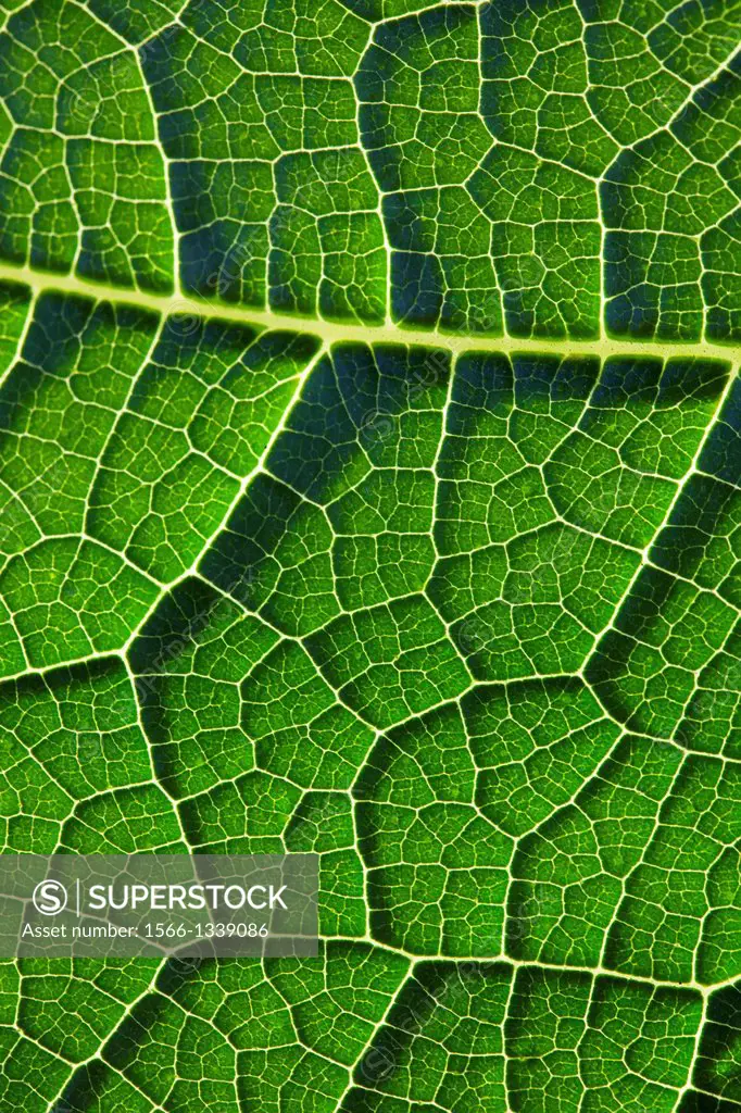 Pumpkin leaf. Detail.