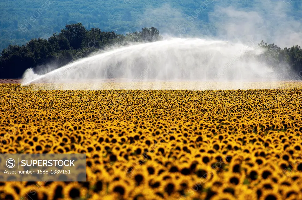 Europe, France, Alpes-de-Haute-Provence, 04, Regional Natural Park of Verdon, Valensole. Watering a field of sunflowers.