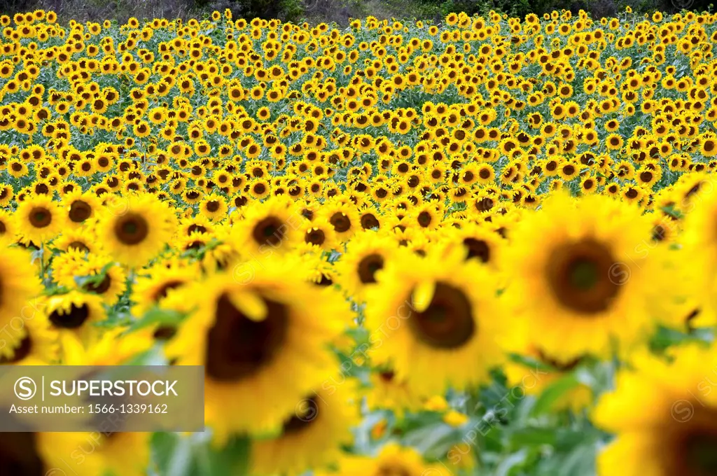 Europe, France, Alpes-de-Haute-Provence, Valensole. Fields of sunflowers.