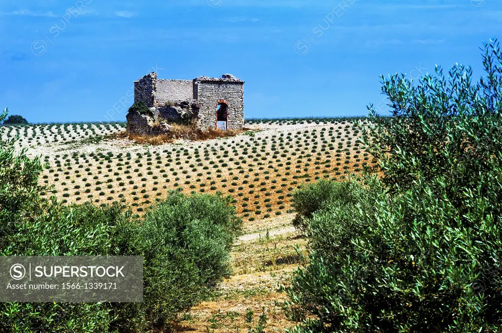 Europe, France, Alpes-de-Haute-Provence, 04, Regional Natural Park of Verdon, Valensole. Ruin in a field of lavender.