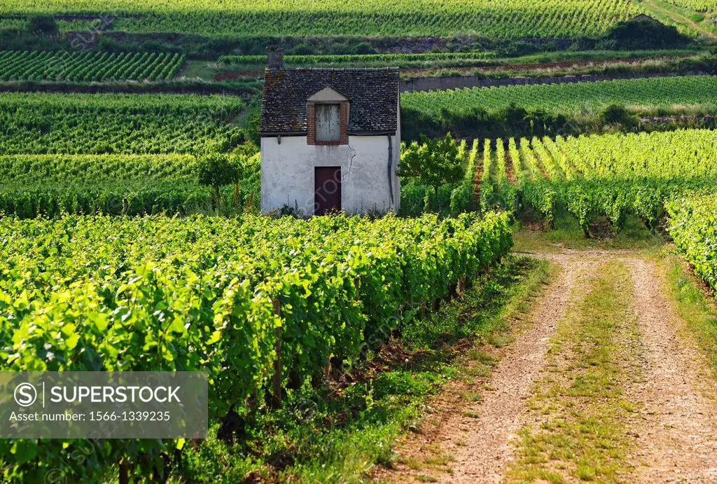 vineyards, Beaune , Cote de Beaune , Cote d´Or , Burgundy, France.
