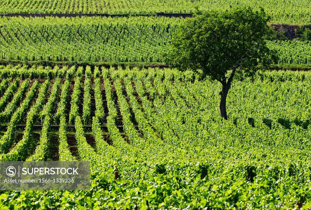 vineyards, Beaune , Cote de Beaune , Cote d´Or , Burgundy, France.