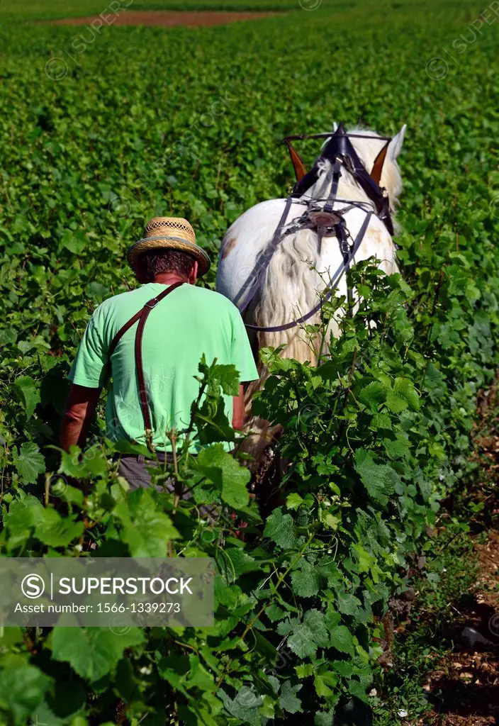 plowing in vineyards with help of horse, Beaune, Department of Cote d´Or, Burgundy, France, Europe.