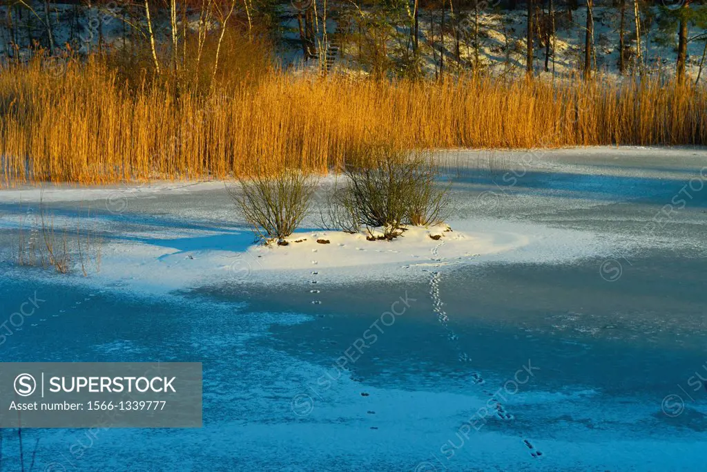 Frozen lake, Waldsee, Gifhorn, Lower Saxony, Germany.