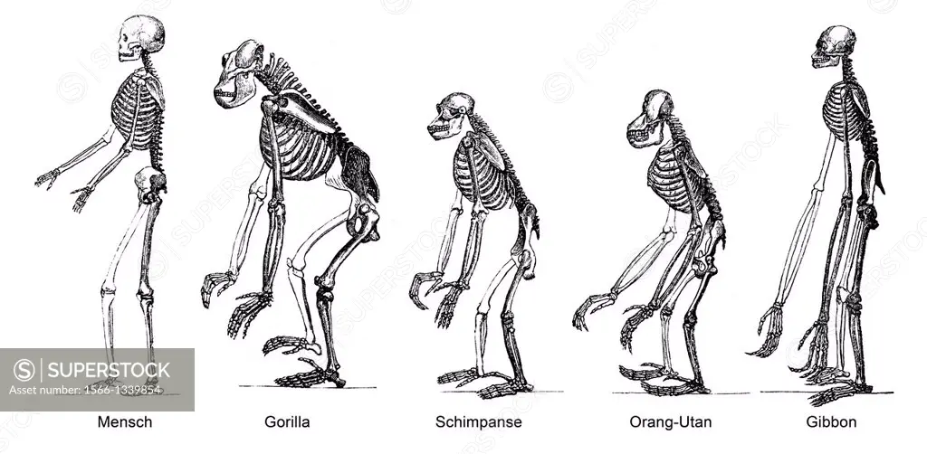 Comparison of the skeletons of mankind and ape, anatomy, evolution of mankind, relation between mankind and ape, theorie of evolution.