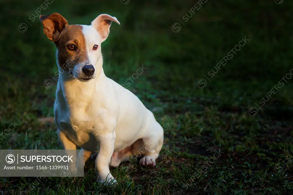 A Jack Russell posing nicely in afternoon light.