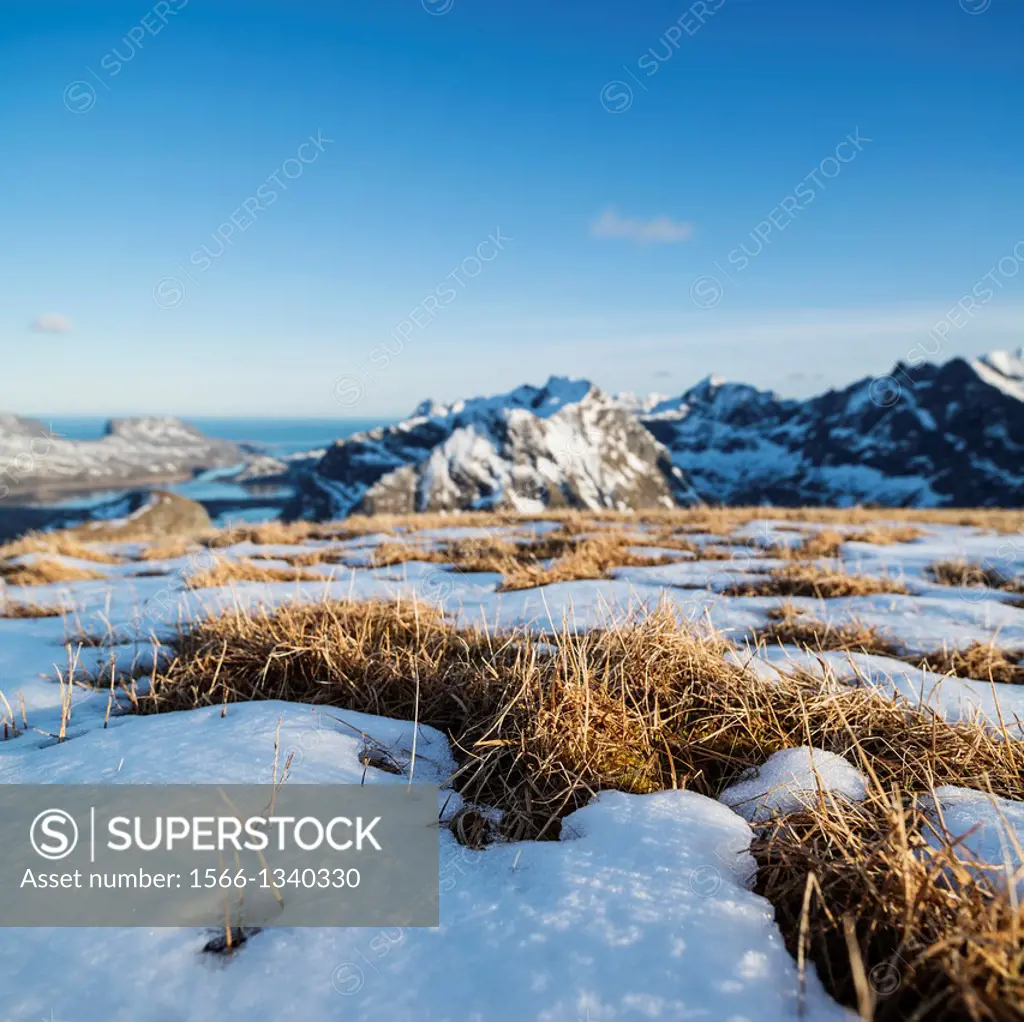 Grass emerges from melting spring snow on summit of Ryten, Moskenesoy, Lofoten Islands, Norway.