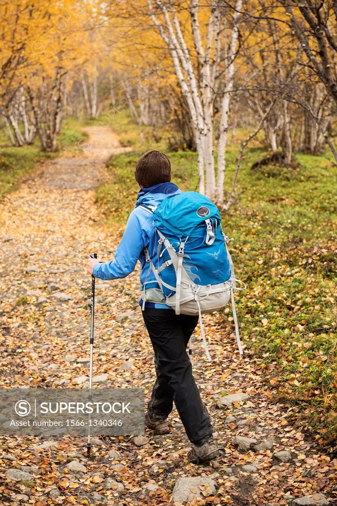 Female hiker hikes through autumn birch forest near Abisko at northern end of Kungsleden trail, Lappland, Sweden.