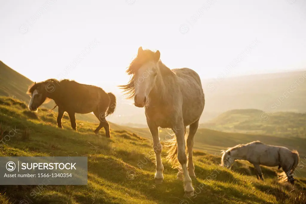 Wild Welsh Mountain Pony near Hay Bluff, Black Mountains, Brecon Beacons national park, Wales.