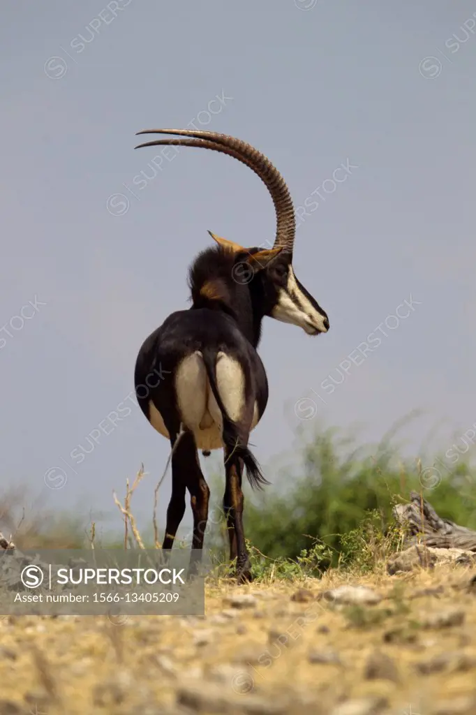 Sable Antelope (Hippotragus niger), Chobe National Park, Botswana.