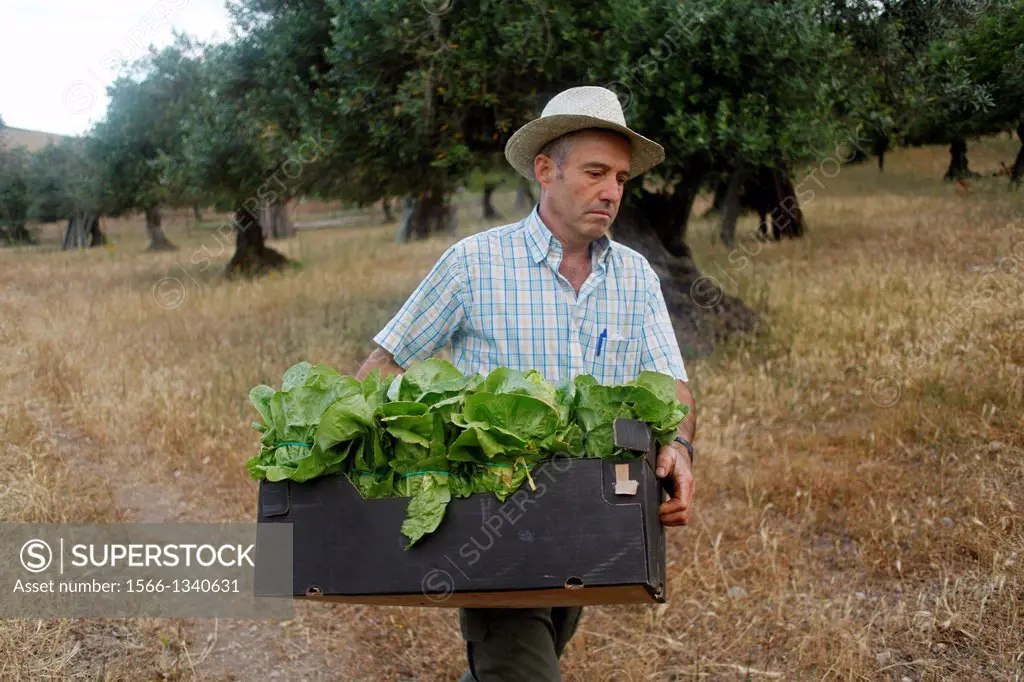 A farmer carries a box with lettuce in Los Tamayos organic farm in Prado del Rey, Cadiz, Andalusia, Spain, June 17, 2013. Los Tamayos organic farm has...