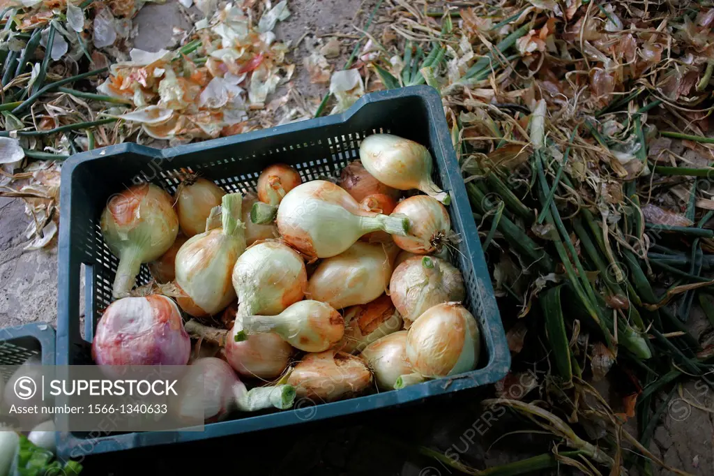 A box full of onions lays in Los Tamayos organic farm in Prado del Rey, Cadiz, Andalusia, Spain, June 21, 2013. Los Tamayos organic farm has been succ...