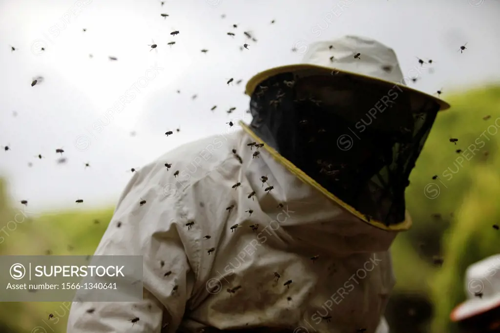Bees buzz around a beekeeper of Puremiel, a honey company that produces organic raw honey, in the Los Alcornocales Natural Park, Cadiz, Andalusia, Spa...