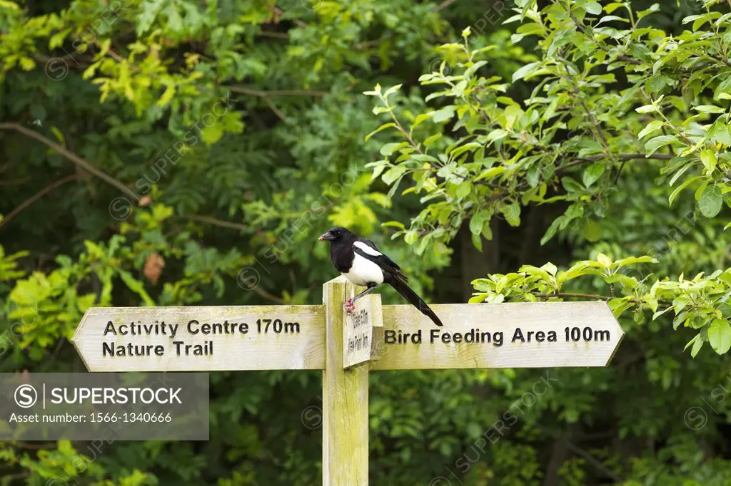 Magpie, Pica Pica, feeding on small rodent in wildlife park in England, UK.