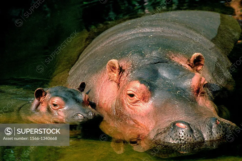 Hippopotamus, hippopotamus amphibius, Mother with Calf standing in River, Masai Mara Park in Kenya.