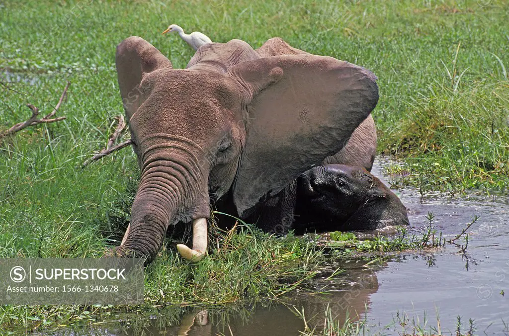 African Elephant, loxodonta africana, Mother with Calf standing in Swamp, Masai Mara Park in Kenya.