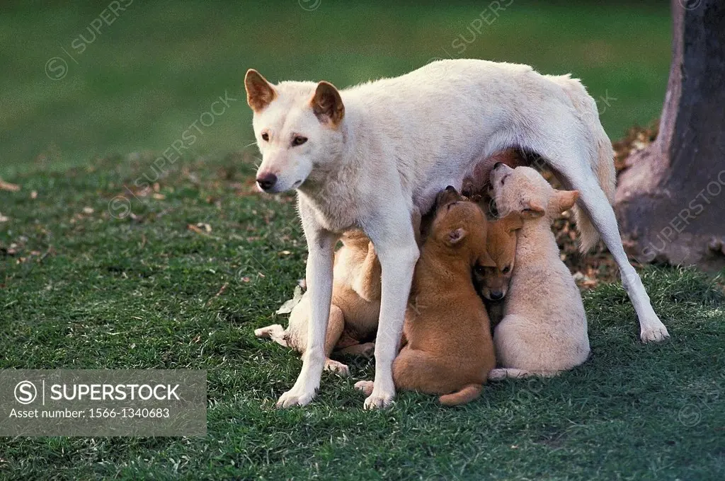 Dingo, canis familiaris dingo, Mother with Puppies suckling, Australia.
