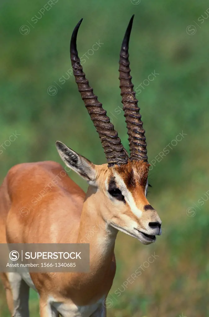 Grant's Gazelle, gazella granti, Portrait of Adult, Samburu Park in Kenya.