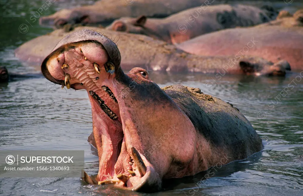 Hippopotamus, hippopotamus amphibius, Adult Yawning, Virunga Park in Congo.