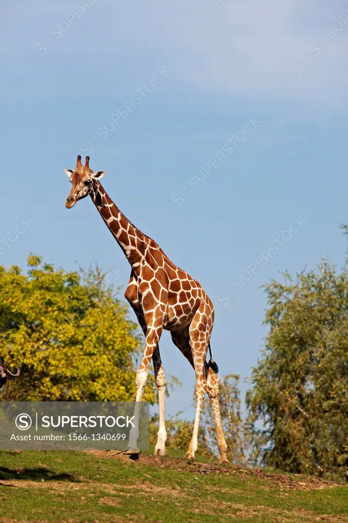 Reticulated Giraffe, giraffa camelopardalis reticulata, Samburu Park in Kenya.