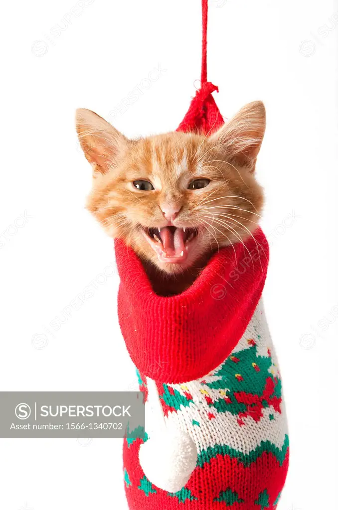Red Tabby Domestic Cat, Kitten Meowing, standing in Christmas Sock.