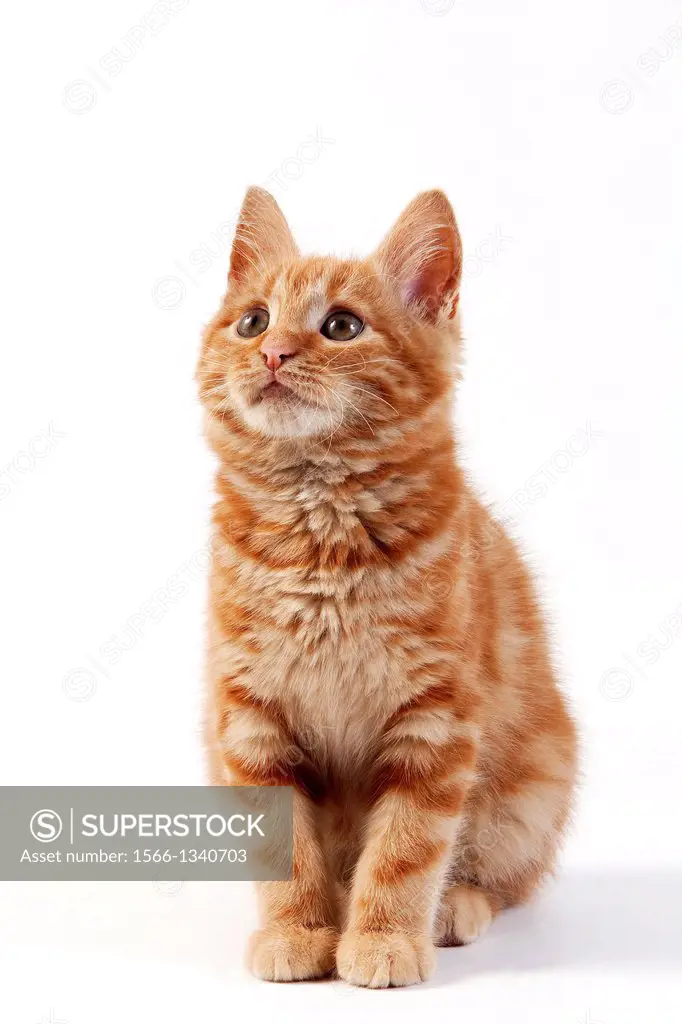 Red Tabby Domestic Cat, Kitten sitting against White Background.