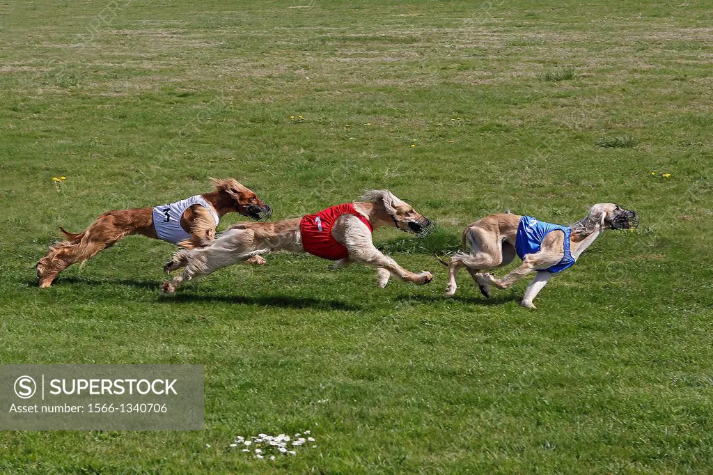 Afghan hounds running, Racing at Track.