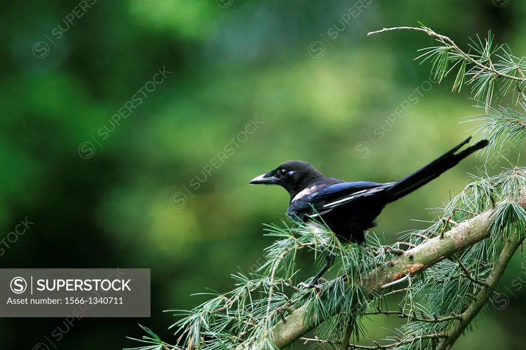Black Billed Magpie or European Magpie, pica pica, Adult standing on Branch, Normandy.