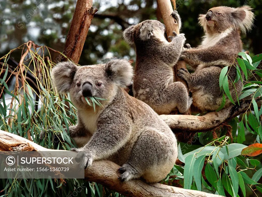 Koala, phascolarctos cinereus, Group sitting on Branch, Australia.