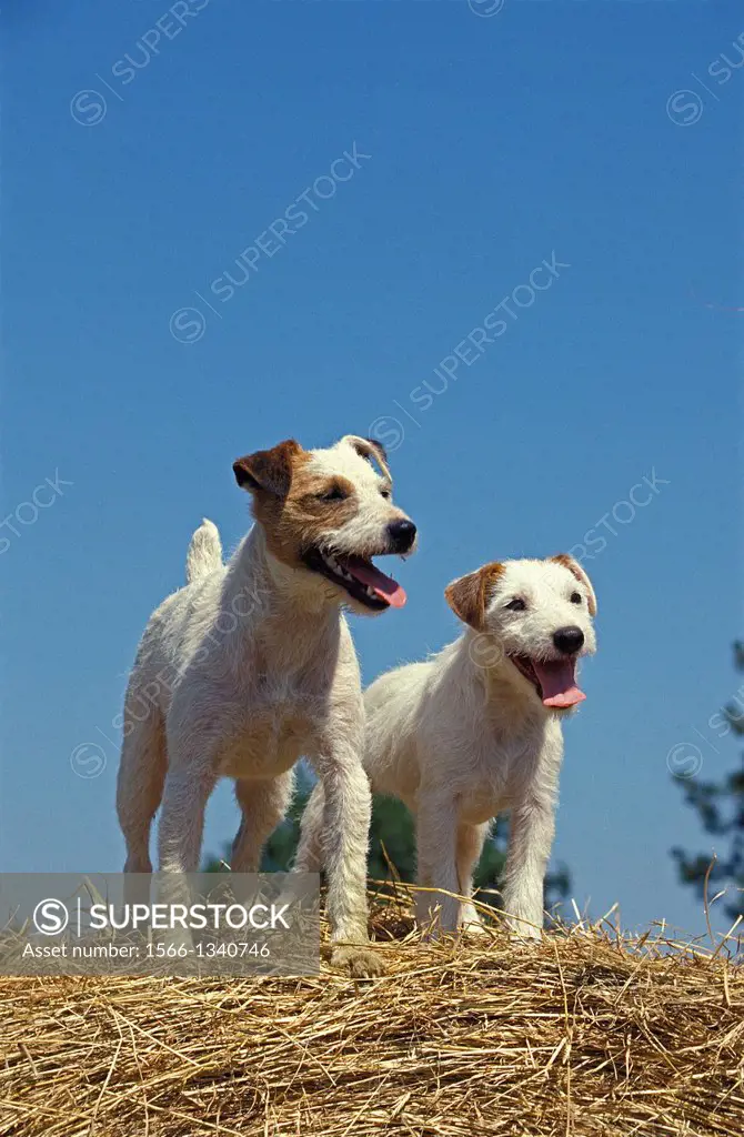 Jack Russel Terrier, Dog standing on Stack of Straw.