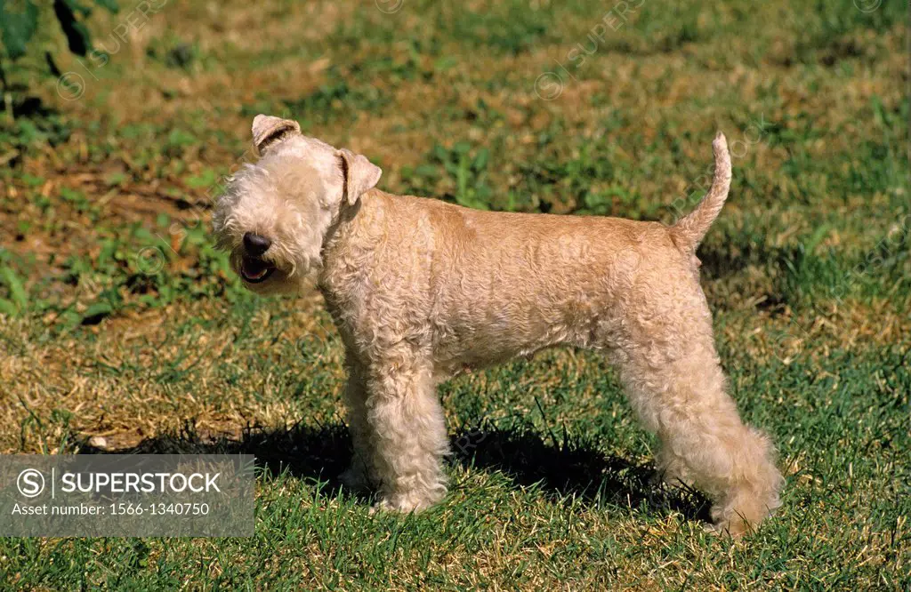 Lakeland Terrier Dog standing on Grass.