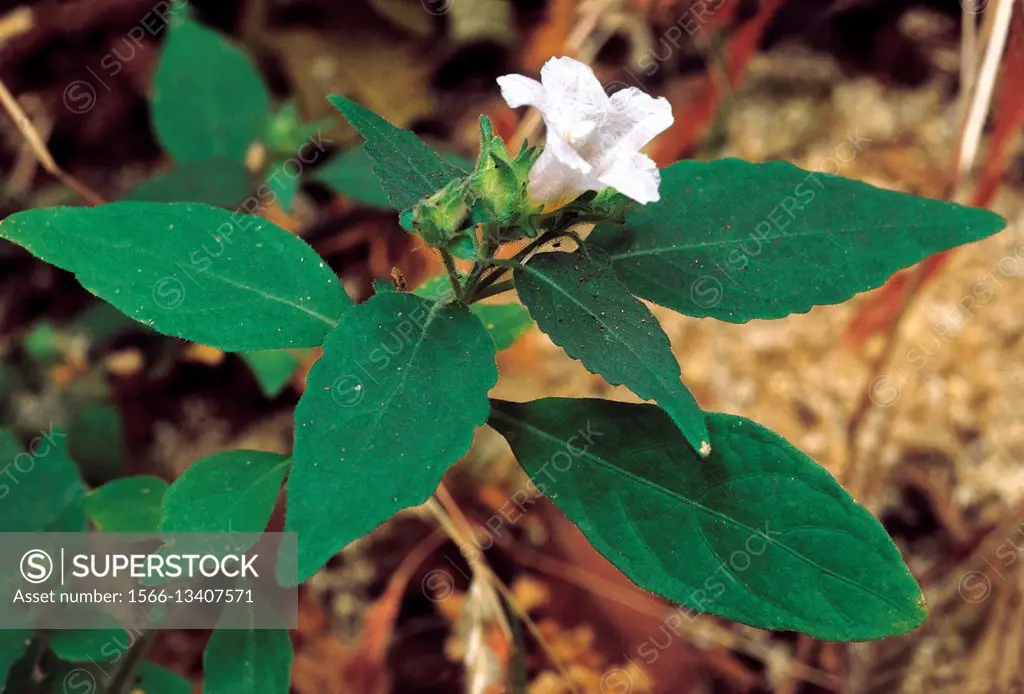 Thelepaepale Ixiocephala. Family: Acanthaceae. A shrub which usually forms a dense undergrowth in the edaphic evergreen forests of the Western Ghats i...