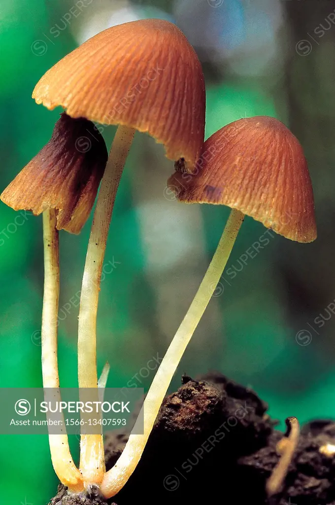 Class: Homobasidiomycetes . Series: Hymenomycetes. Order: Agaricales. Small delicate mushrooms growing on soil.