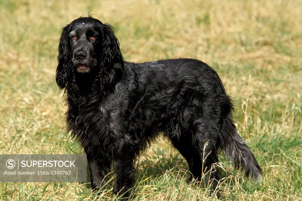 Blue Picardy Spaniel Dog standing on Grass.