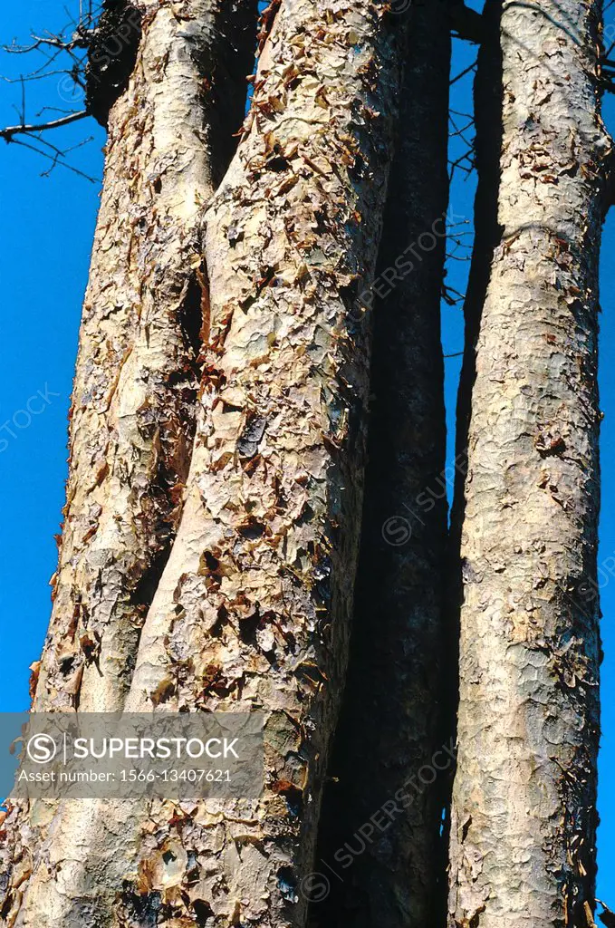 Bark. Boswellia Serrata. Family: Burseraceae. A deciduous tree from the forests of peninsular India. The tree yields an aromatic resin which is used t...